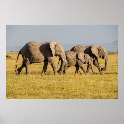 Poster Famille d'éléphants en marche (Devant)
