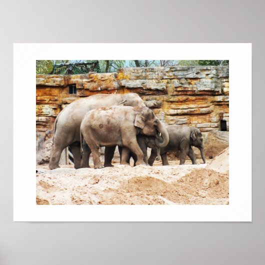 Poster Famille d'éléphants indiens (Devant)