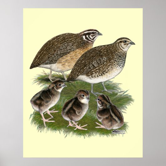 Poster Famille des Cailles Coturnix (Devant)