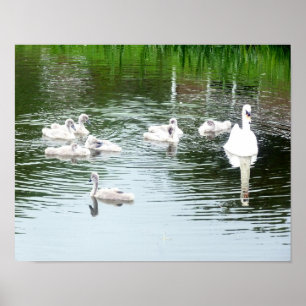 Poster Famille des cygnes