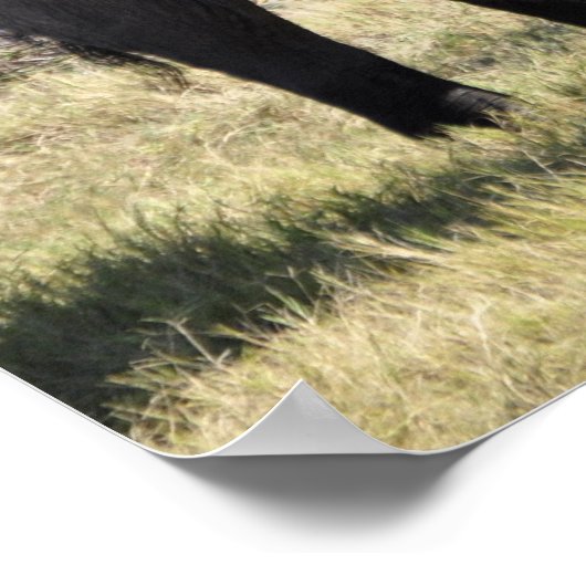 Poster Famille des éléphants (Coin)