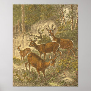 Poster Famille des oeufs de poisson - cerfs communs dans