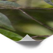 Poster Famille des singes de Marmoset (Coin)