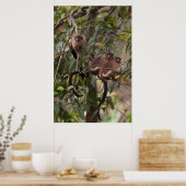 Poster Famille des singes de Marmoset (Cuisine)