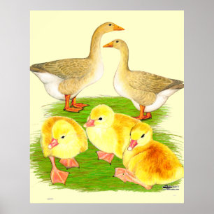 Poster Famille d'oie buff