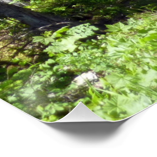 Poster Famille d'ours Brown (Coin)