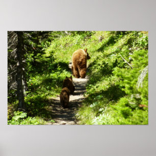 Poster Famille d'ours brun