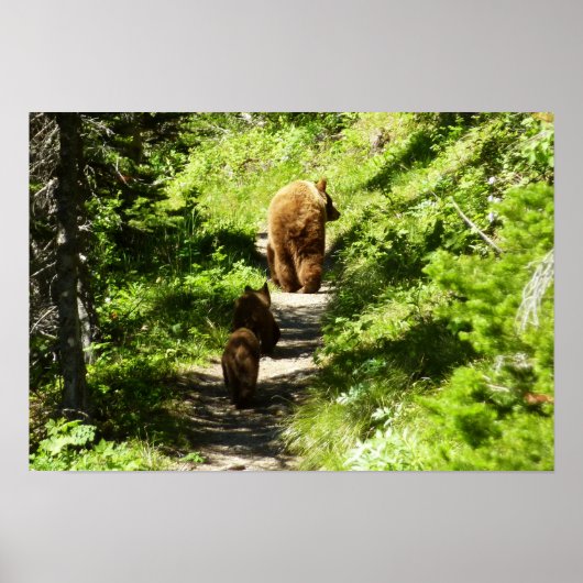 Poster Famille d'ours brun (Devant)
