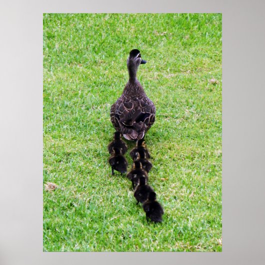 Poster Famille Duck (Devant)