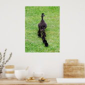 Poster Famille Duck (Cuisine)