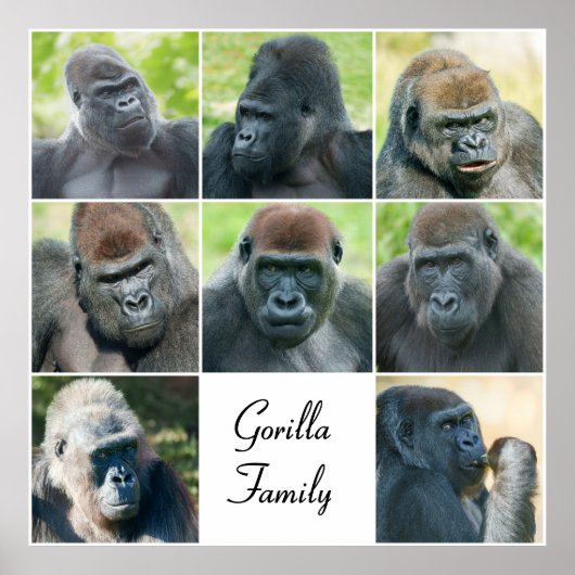 Poster Famille Gorilla (Devant)