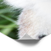 Poster Famille Lemur à queue de ceinture (Coin)