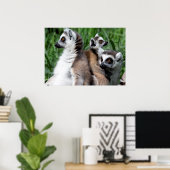 Poster Famille Lemur à queue de ceinture (Bureau à domicile)