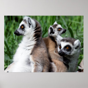 Poster Famille Lemur à queue de ceinture