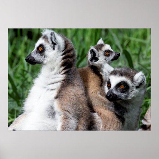 Poster Famille Lemur à queue de ceinture (Devant)