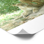 Poster Famille Lions (Coin)