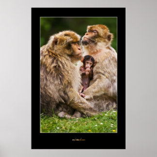 Poster Famille Monkey