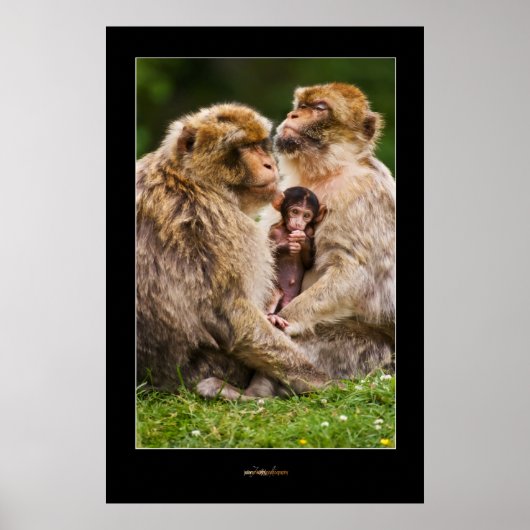 Poster Famille Monkey (Devant)