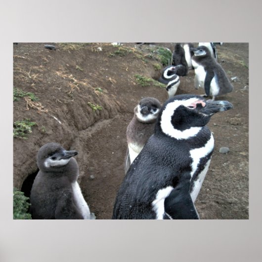 Poster Famille Penguin (Devant)