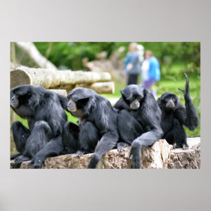 Poster Famille Siamang Gibbon se relaxer en fota faune pa
