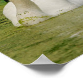 Poster Famille Swan (Coin)