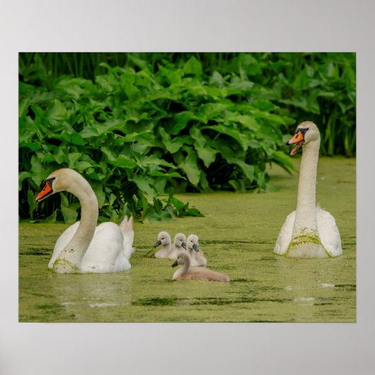 Poster Famille Swan (Devant)