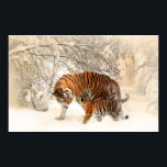 Poster Famille Tiger en hiver<br><div class="desc">Famille de tigres en hiver. De beaux paysages naturels.</div>