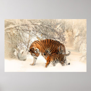 Poster Famille Tiger en hiver
