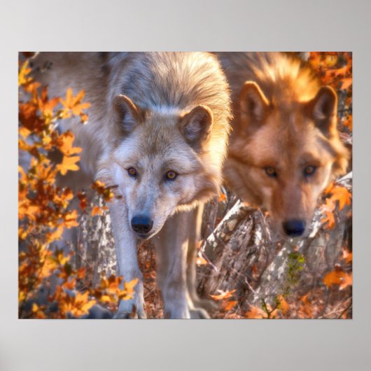 Poster FAMILLE Wolf AUTOMNE (Devant)