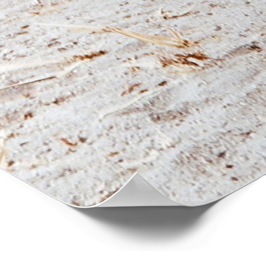 POSTER FAMILLE ZEBRA (Coin)