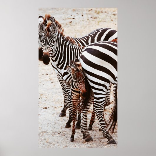 POSTER FAMILLE ZEBRA (Devant)