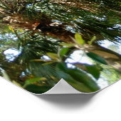 Poster Famous Love Tree St Augustine Fl (Coin)