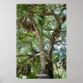 Poster Famous Love Tree St Augustine Fl (Devant)