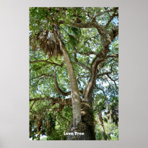 Poster Famous Love Tree St Augustine Fl