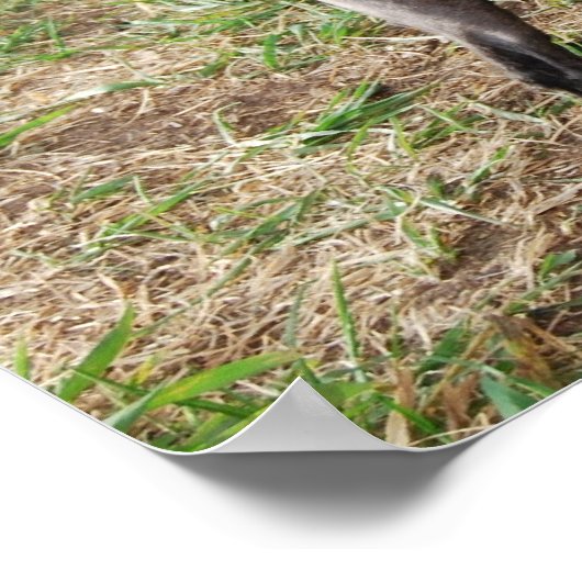 Poster Fancy Black Toy Poodle Boy (Coin)