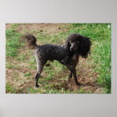 Poster Fancy Black Toy Poodle Boy (Devant)