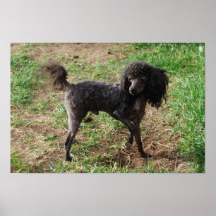 Poster Fancy Black Toy Poodle Boy