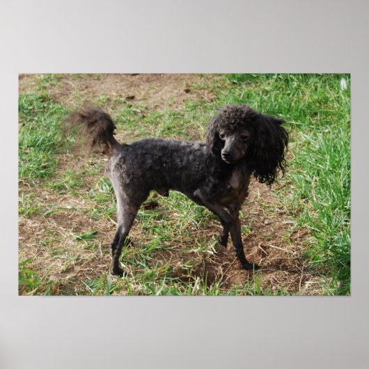 Poster Fancy Black Toy Poodle Boy (Devant)