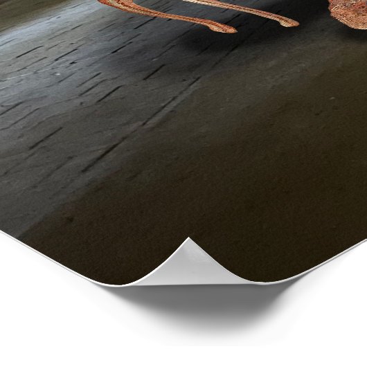 Poster Fancy Feast (Coin)