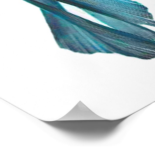 Poster Fancy Goldfish (Coin)