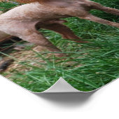 Poster Fancy Red Apricot Jouet garçon de caniche (Coin)