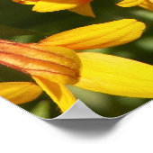Poster Fanfare Gaillardia - Customisée (Coin)