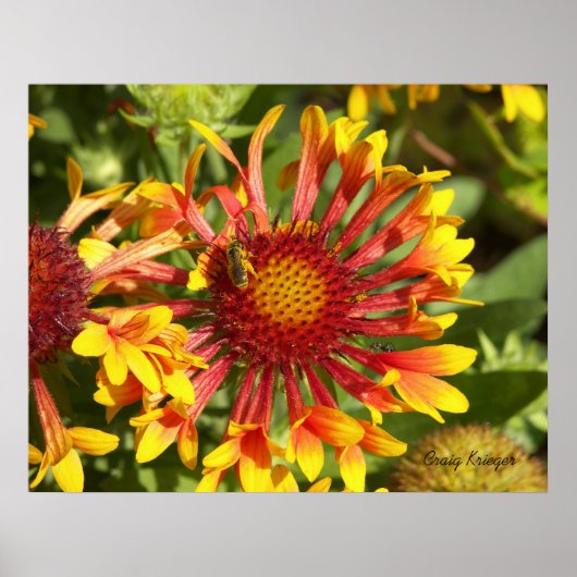 Poster Fanfare Gaillardia - Customisée (Devant)