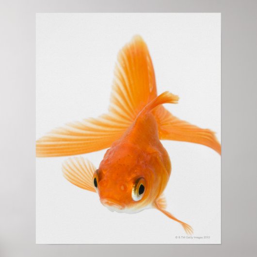Poster Fantail (Carassius auratus) (Devant)