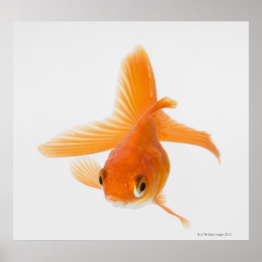 Poster Fantail (Carassius auratus) (Devant)