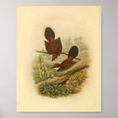 Poster Fantail Flycatcher Bird Imprimer Vintage (Devant)