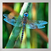 Poster Fantasy Dragonfly (Devant)