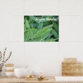 Poster Fargesia murielae Bamboo plante pour jardiniers ca (Cuisine)