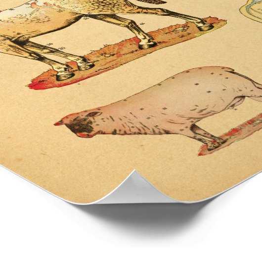 Poster Farm Animals Anatomy Atlas (Coin)