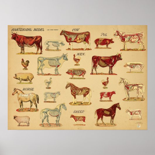 Poster Farm Animals Anatomy Atlas (Devant)